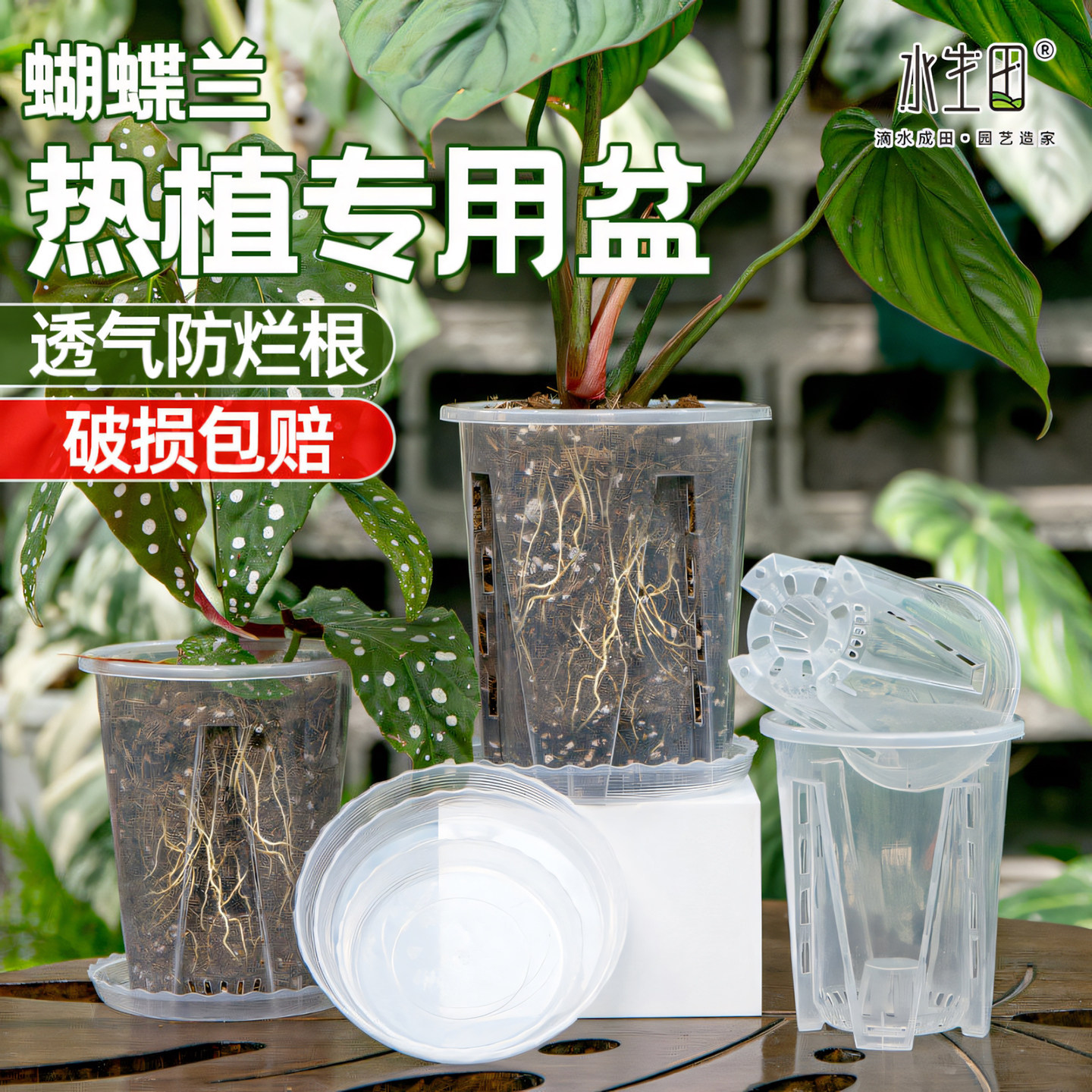 水生田龟背竹热植专用花盆图片