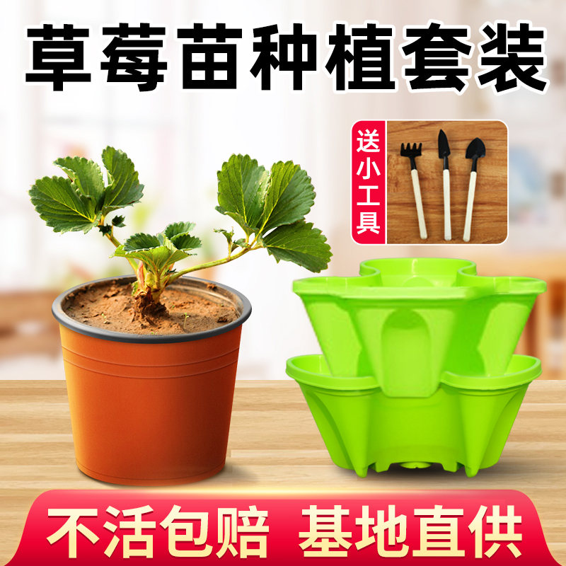 奶油草莓苗种植盆栽花盆多层种菜神器家庭阳台四季带土带盆食用秧-封面