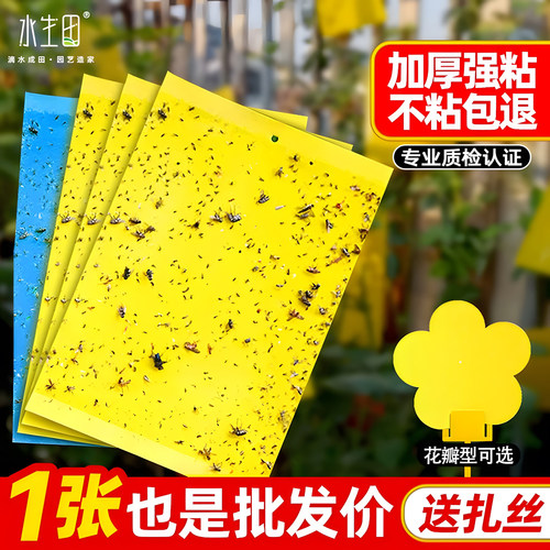 物理粘虫双面粘板强劲粘力