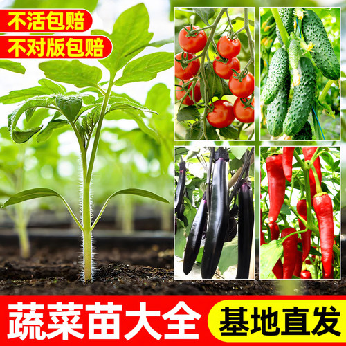 春夏秋冬蔬菜苗四季阳台番茄辣椒