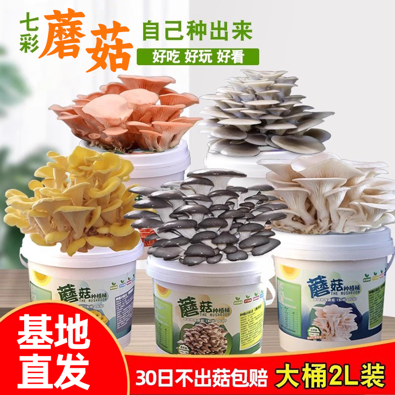 水生田蘑菇桶好吃好玩