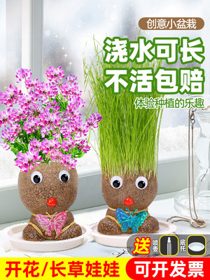 新疆包邮头上长草娃娃草头开花儿童种植小盆栽种草绿植观察植物生
