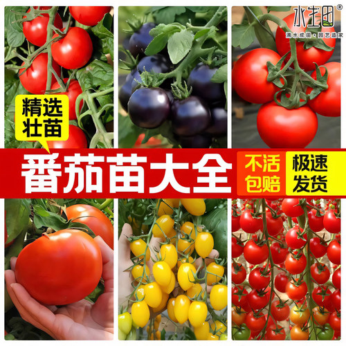 蔬菜番茄苗千禧圣女果四季矮生