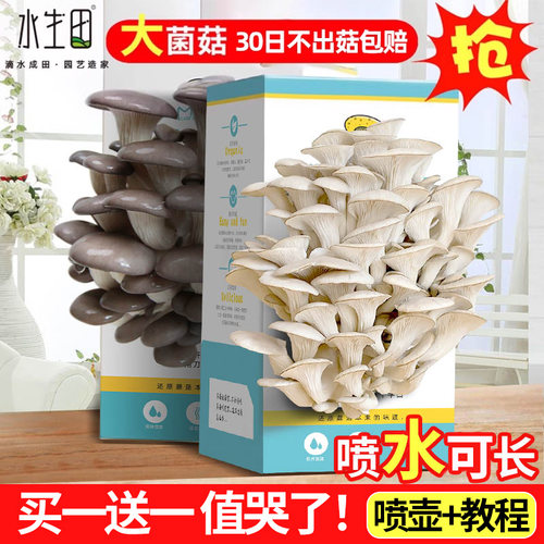 发芽diy自种花农学生观察日记