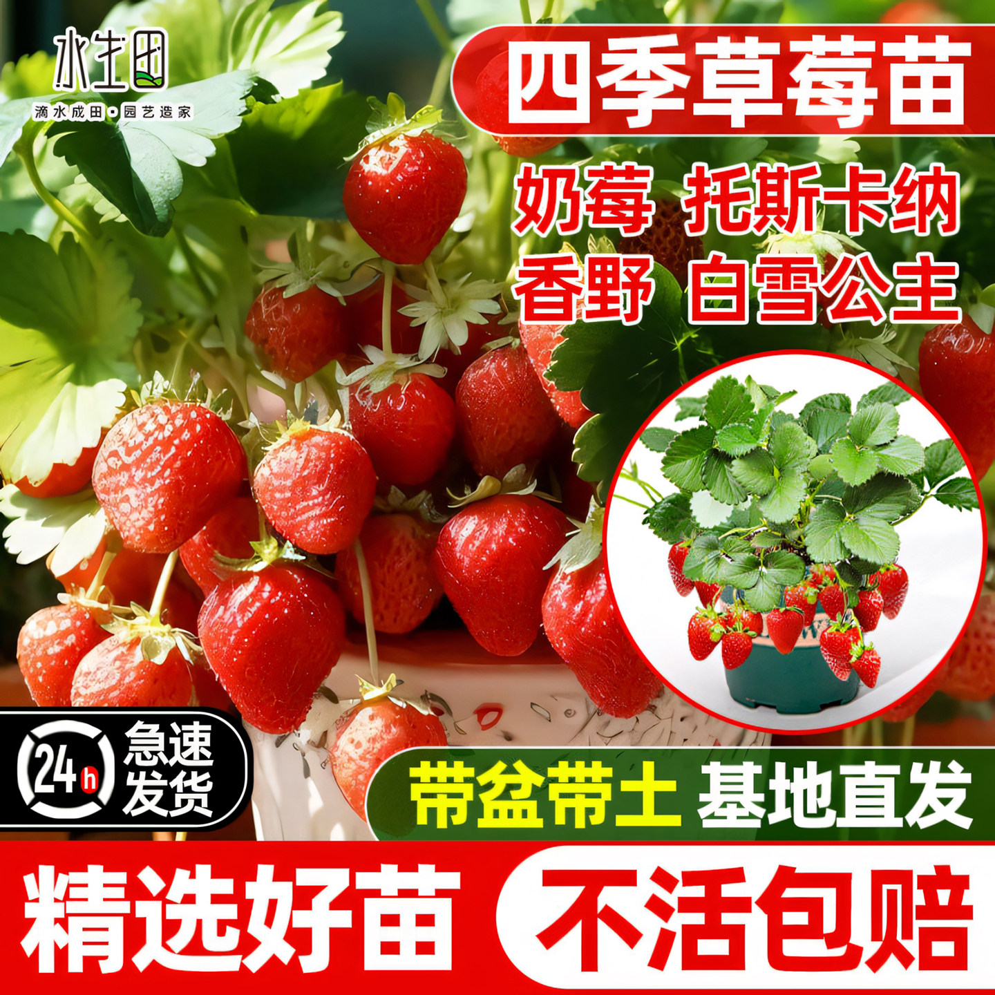 水生田四季草莓苗带盆可食用图片