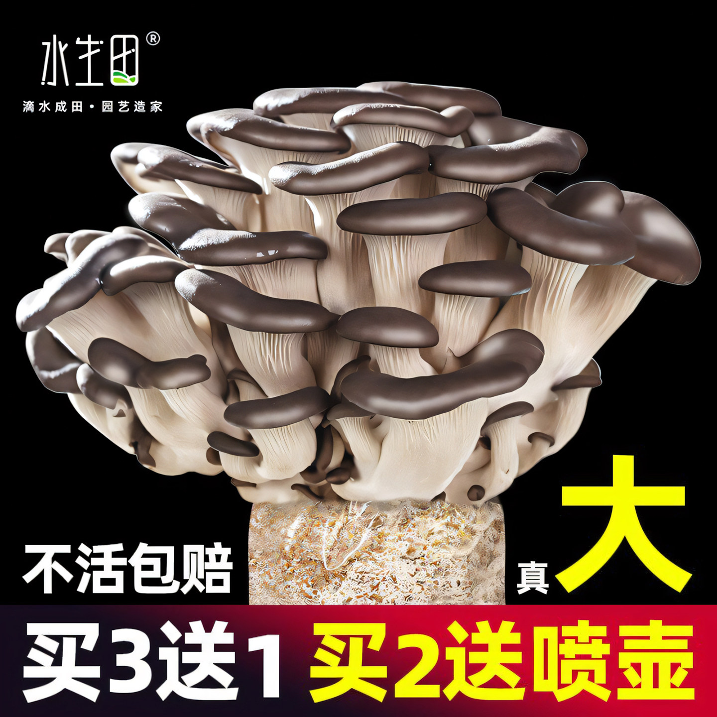 可食用蘑菇种植包水生田浇水就长图片
