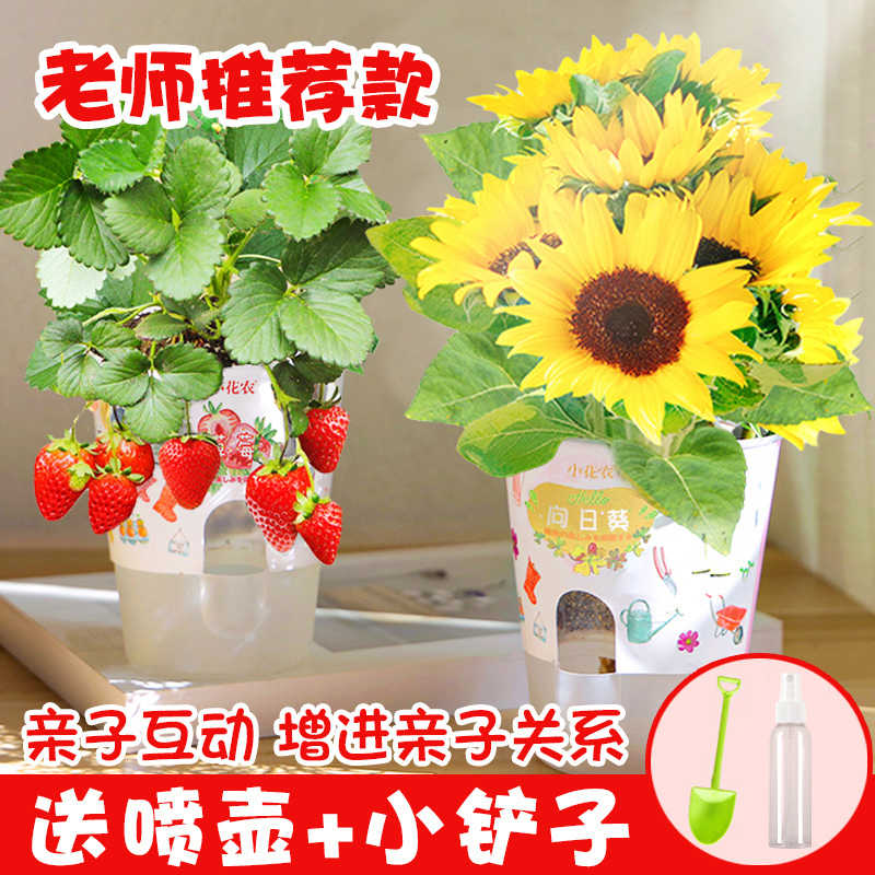 儿童种植盆栽观察生长花农diy