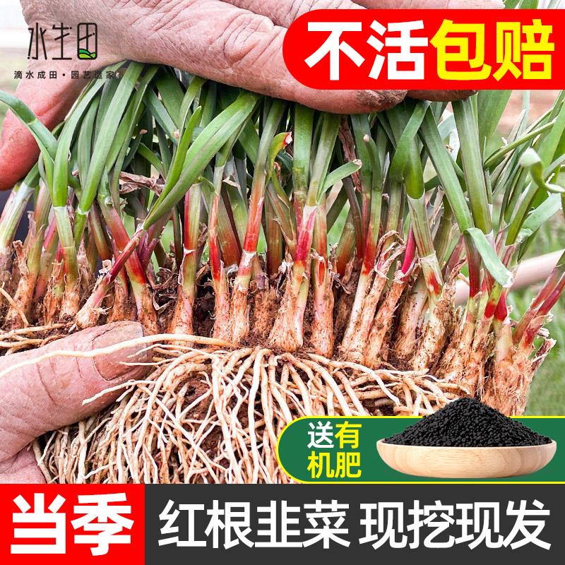 韭菜根苗紫根盆栽现挖紫红根蔬菜四季...