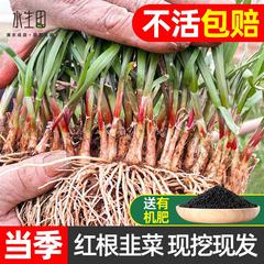 韭菜根苗紫根盆栽现挖紫红根蔬菜四季种植宽小大叶农家九菜阳台紫