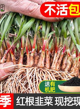 韭菜根苗紫根盆栽现挖紫红根蔬菜四季种植宽小大叶农家九菜阳台紫