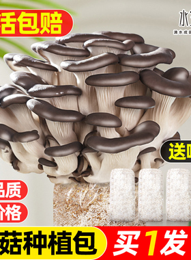 蘑菇种植包儿童可食用菌包平菇菌种家种香菇家庭新鲜菌棒批发懒人