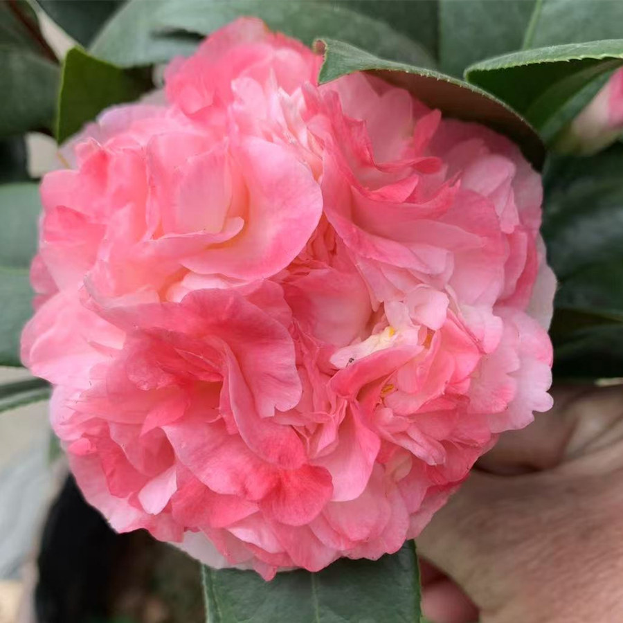 名贵山茶花盆栽树苗带花苞-奴酒宝石-粉白色清新品种好养牡丹拖桂图片