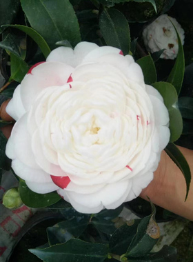 茶花名贵品种-抓破美人脸白色带红条花卉植物山茶花盆栽