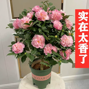 香妃山茶花树苗盆栽浓香型植物带花苞庭院室内四季 开花卉五色赤丹