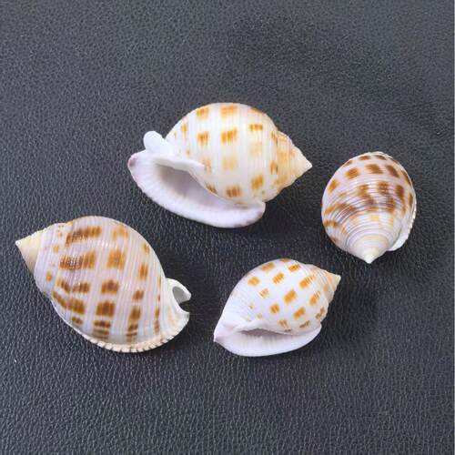 日本鬘螺天然海螺寄居蟹替换壳标本收藏鱼缸水族造景家居装饰摆件