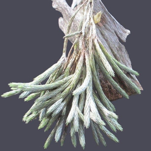 空气凤梨雨林艾瑞克草皮蚂蚁花笨猪洛伦兹肥仔二筒猎食者龙精灵