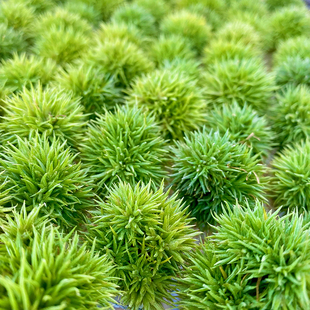 空气凤梨国际泰迪熊普布斯蛇精赤兔香槟河豚大男孩榛子玫瑰龙精灵