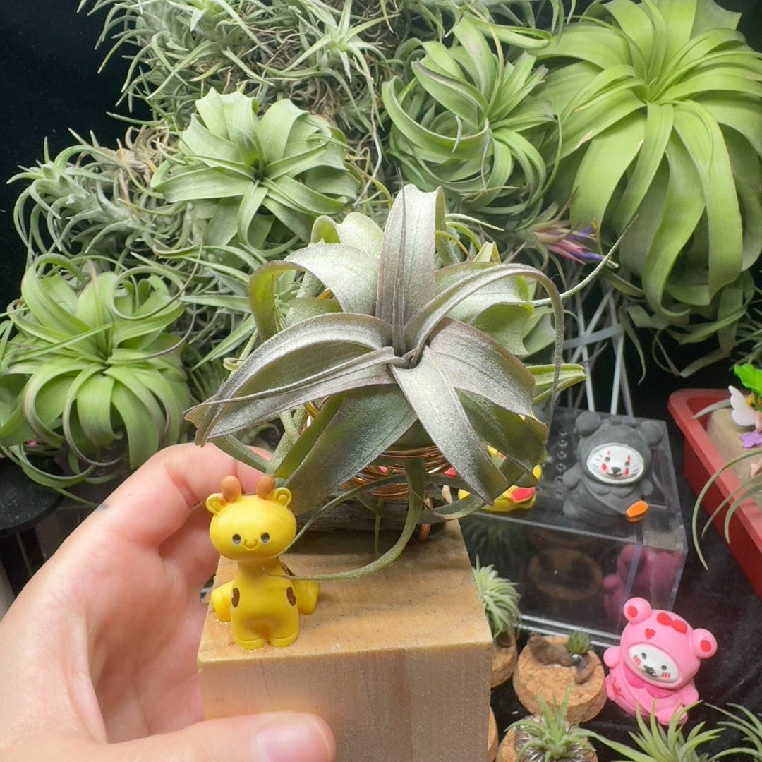 香槟柔婷X伯利兹卷,鲜花速递/花卉仿真/绿植园艺,红掌/凤梨/温室花卉,淘宝优惠券,粉丝福利购,淘宝优惠卷