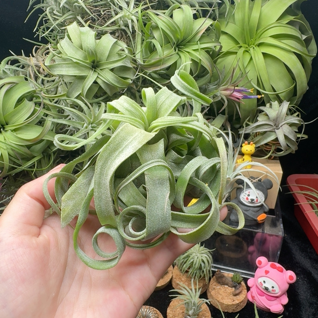 电卷,鲜花速递/花卉仿真/绿植园艺,红掌/凤梨/温室花卉,淘宝优惠券,粉丝福利购,淘宝优惠卷