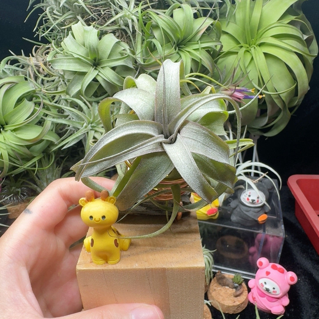 香槟柔婷X伯利兹卷,鲜花速递/花卉仿真/绿植园艺,红掌/凤梨/温室花卉,淘宝优惠券,粉丝福利购,淘宝优惠卷