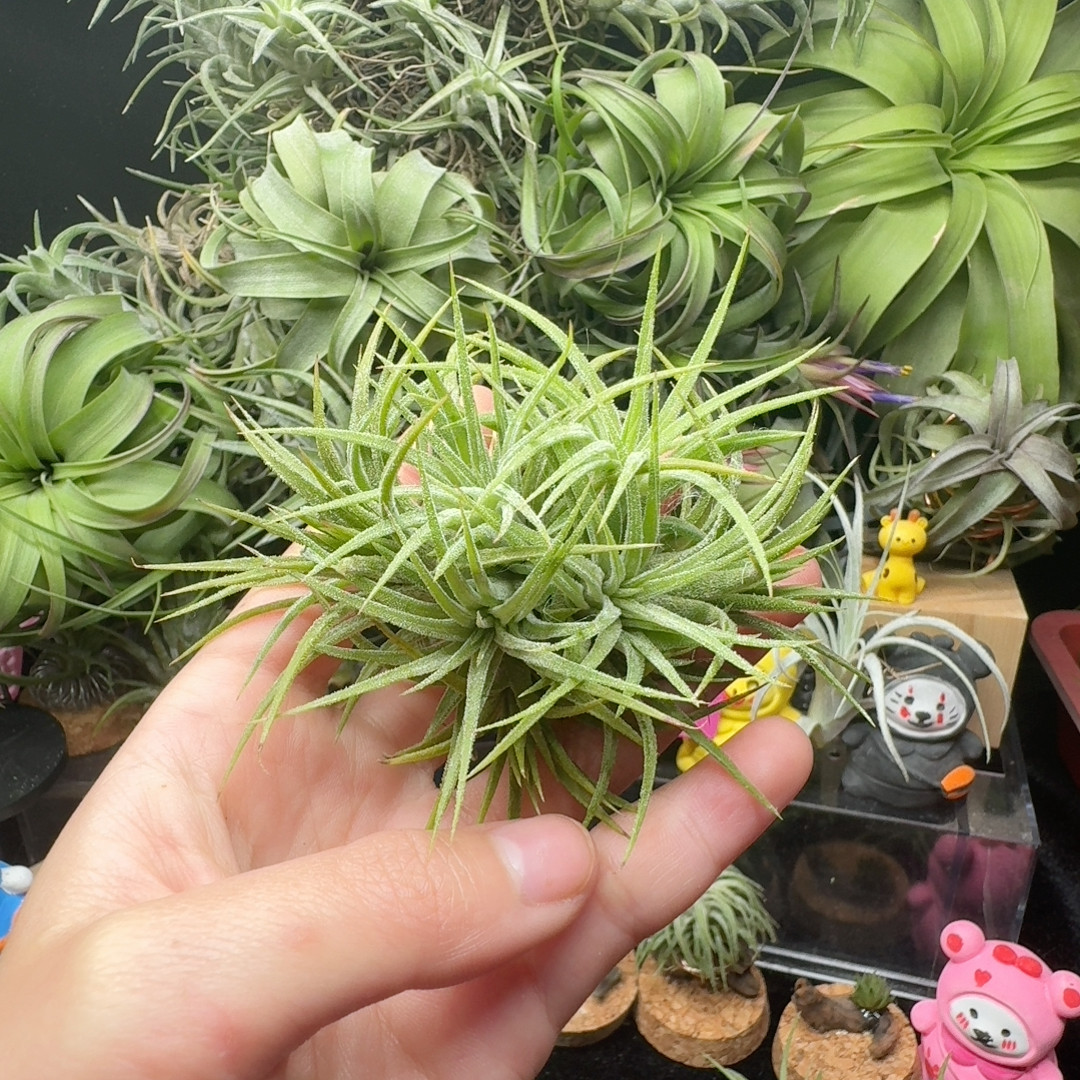 水蜜桃精灵群生,鲜花速递/花卉仿真/绿植园艺,红掌/凤梨/温室花卉,淘宝优惠券,粉丝福利购,淘宝优惠卷