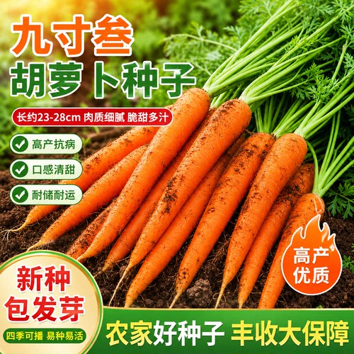 特级九寸三红胡萝卜水果胡罗卜种子四季蔬菜种子甜脆种子春秋大全