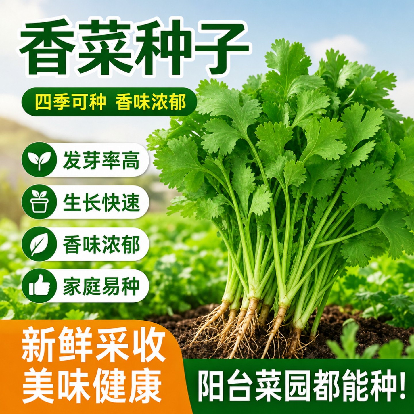 耐热四季速生香菜种子三天出
