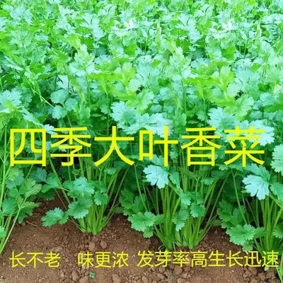 香菜种子四季易种耐热耐抽苔阳台盆栽蔬菜种子大全农家大叶香菜