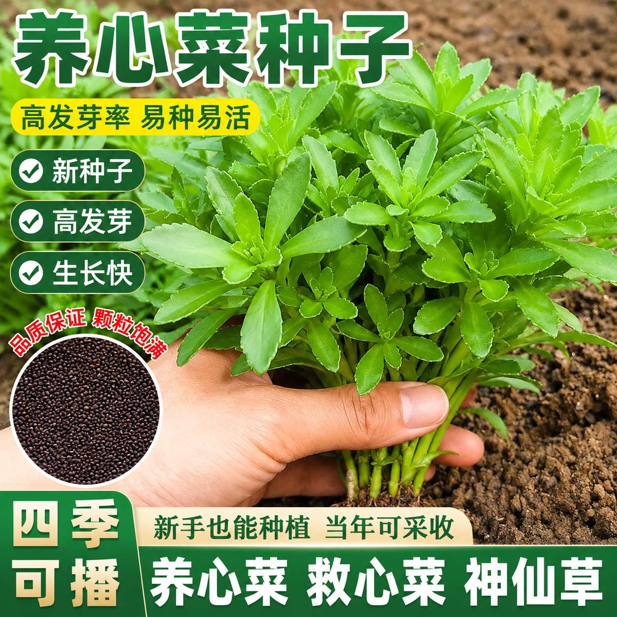 高钙养心菜种子救心菜阳台四季盆栽蔬菜易种高产蔬菜养生菜种籽