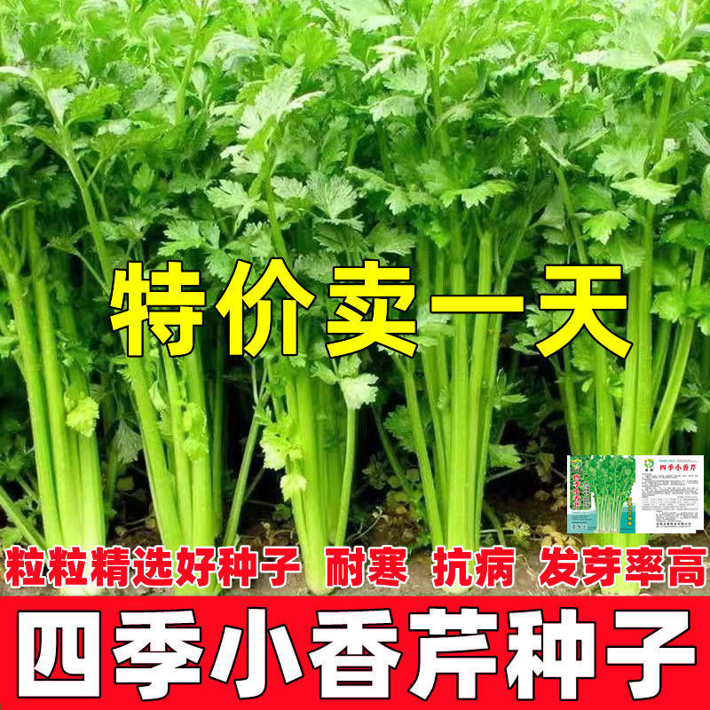 四季小香芹菜芹菜种子四季易播种实心小香芹种子本地春季蔬菜种子 鲜花速递/花卉仿真/绿植园艺 家庭园艺种子 原图主图