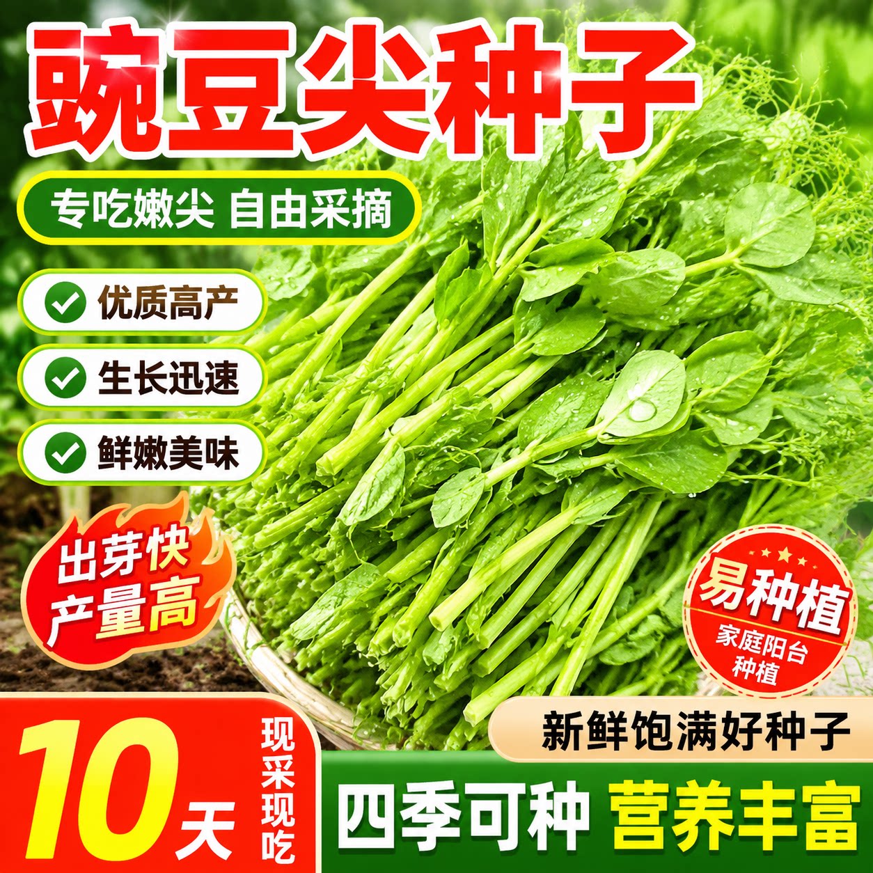 豌豆苗种子无须豌豆尖种籽秋季南方豆苗青菜芽苗菜四季播农家蔬菜