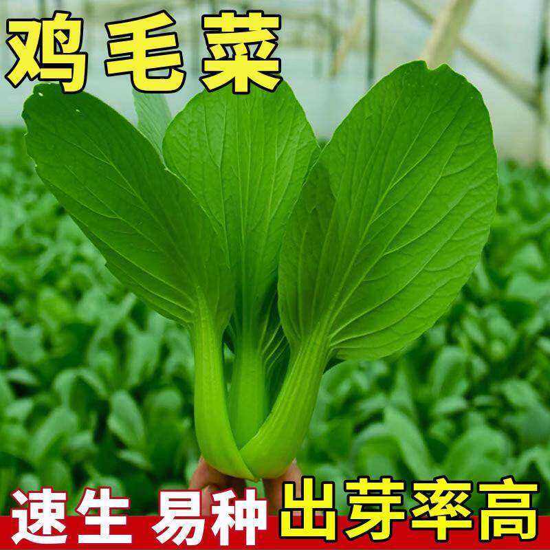 鸡毛菜四季速生耐寒耐旱又抗病上海青小油菜庭院盆栽种植蔬菜