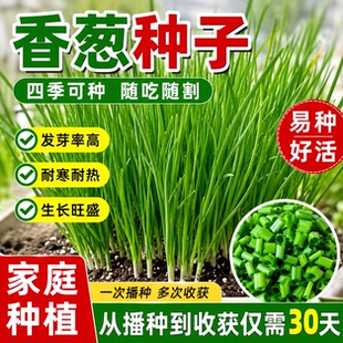 四季小香葱籽小香葱种子阳台室内盆栽葱种子家庭菜种耐寒蔬菜种子