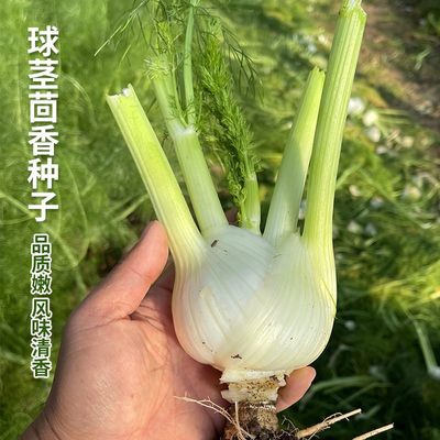 球茎茴香种子苗高产小茴香菜种籽蔬菜种孑四季菜球型阳台怀香籽种