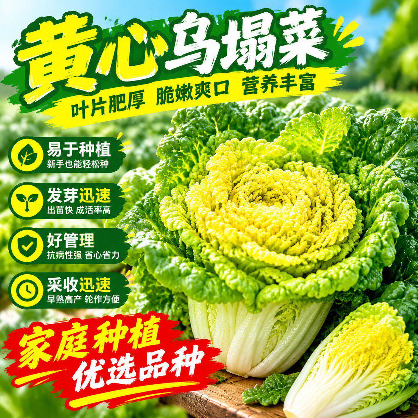 黄心乌菜种种子种籽乌塌菜雪里金花青菜蔬菜孑白菜黑菜乌塔菜菜籽