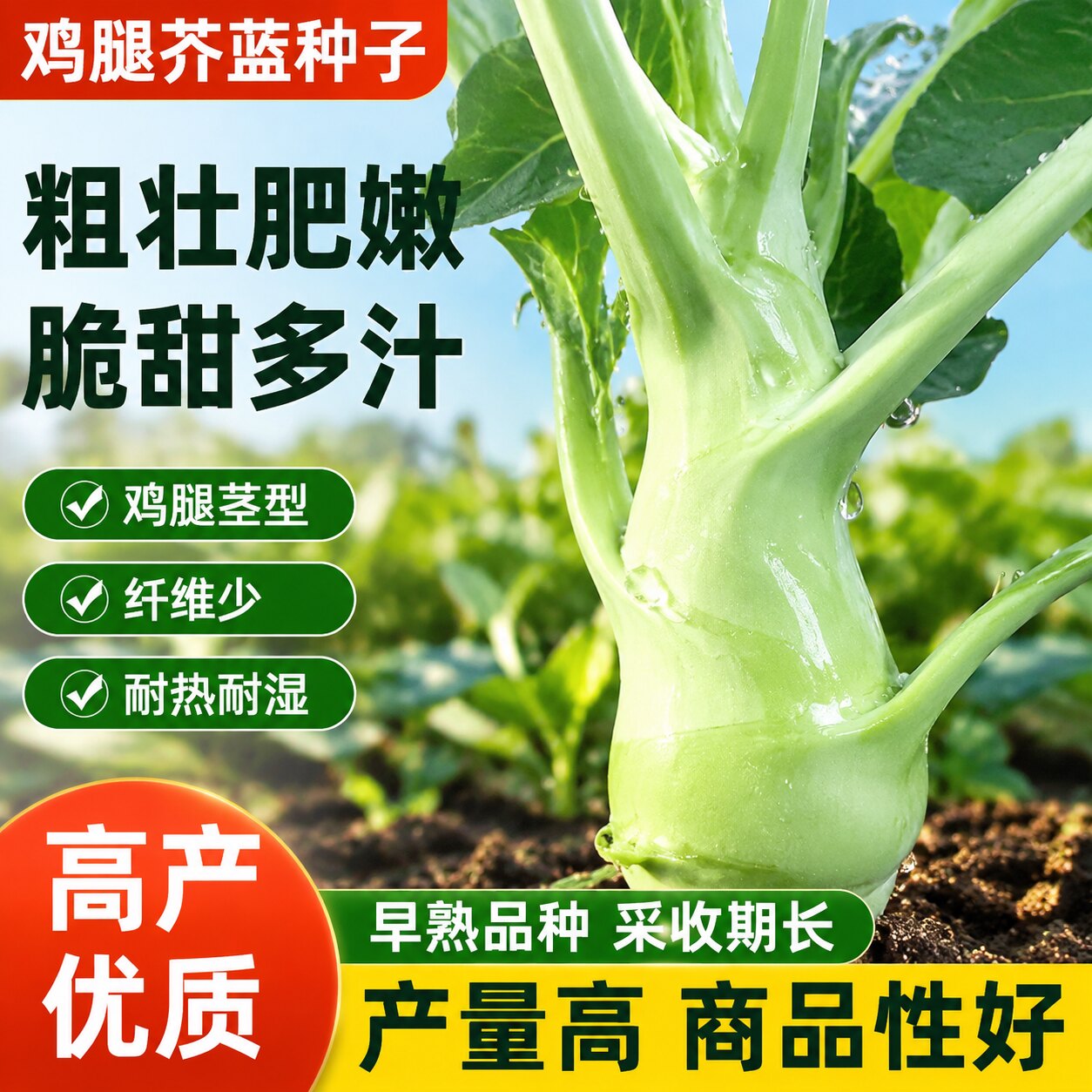 甜脆鸡腿芥蓝种子粗条籽芥兰广东四季菜籽大菜秋季蔬菜种籽孑菜种