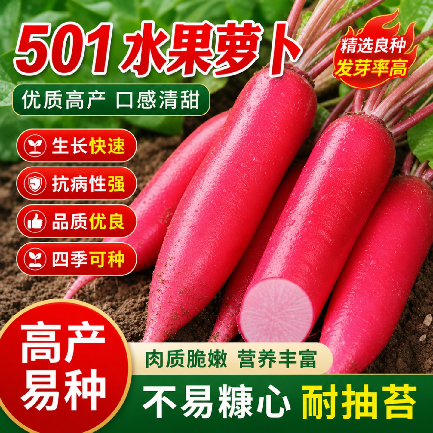 大红袍萝卜种子501水萝卜高产