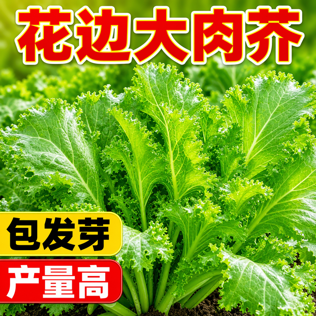 甜芥菜种子脆嫩花边甜芥菜青菜蔬菜种子叶子菜四季播抗病易种原装