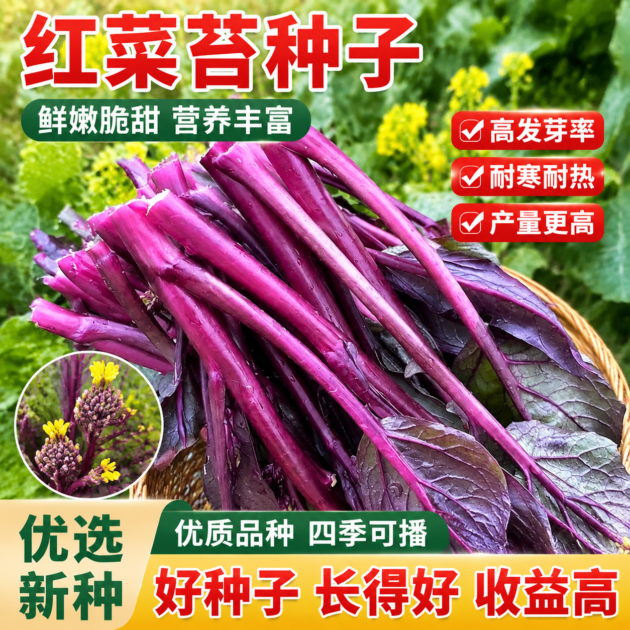 红菜苔蔬菜种子菜心十月红紫菜苔红菜苔家庭种植四季阳台庭院易播