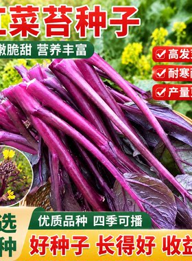 红菜苔蔬菜种子菜心十月红紫菜苔红菜苔家庭种植四季阳台庭院易播