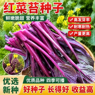 红菜苔蔬菜种子菜心十月红紫菜苔红菜苔家庭种植四季阳台庭院易播
