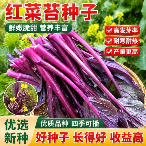 红菜苔蔬菜种子菜心十月红紫菜苔红菜苔家庭种植四季阳台庭院易播