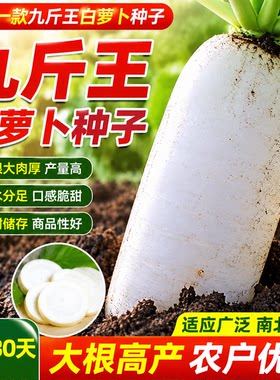 九斤王白萝卜种子高产特大不空心春不老脆甜爽口可做泡菜萝卜种籽