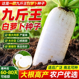 九斤王白萝卜种子高产特大不空心春不老脆甜爽口可做泡菜萝卜种籽