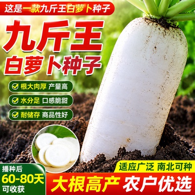 九斤王白萝卜种子高产特大不空心春不老脆甜爽口可做泡菜萝卜种籽