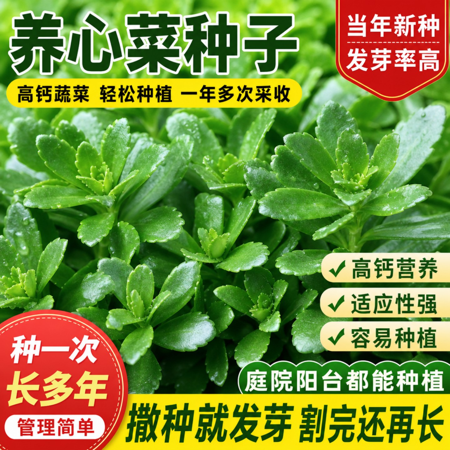 养心菜种子家庭阳台盆栽蔬菜种籽