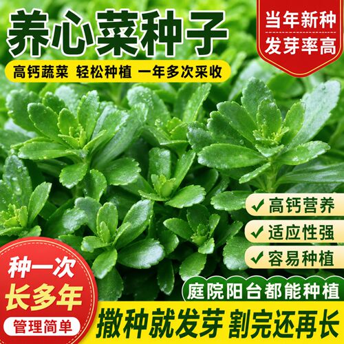 养心菜种子家庭阳台盆栽蔬菜种籽