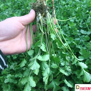 香菜种子四季易种浓香香菜种籽耐热阳台盆栽芫荽菜种大全蔬菜种孑