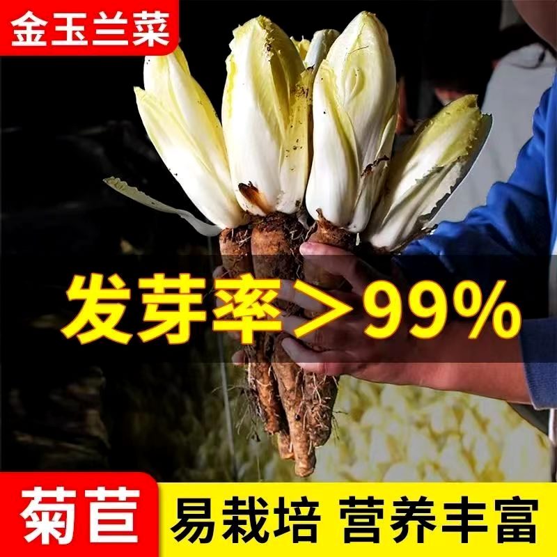 金玉兰菜种子一年四季多年生软化菊苣种子籽阳台盆栽白玉兰菜种籽