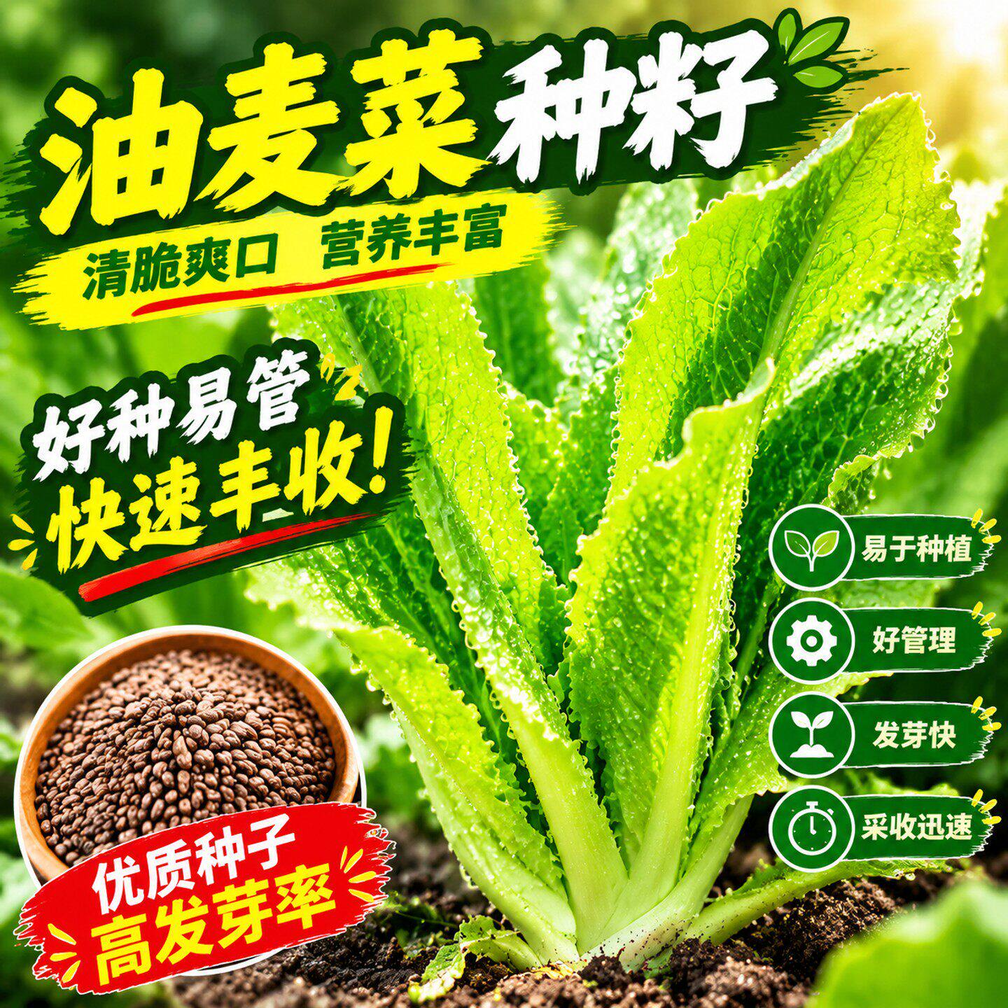 甜脆油麦菜种子清香无斑油麦菜种子四季水果水果庭院有机蔬菜种子
